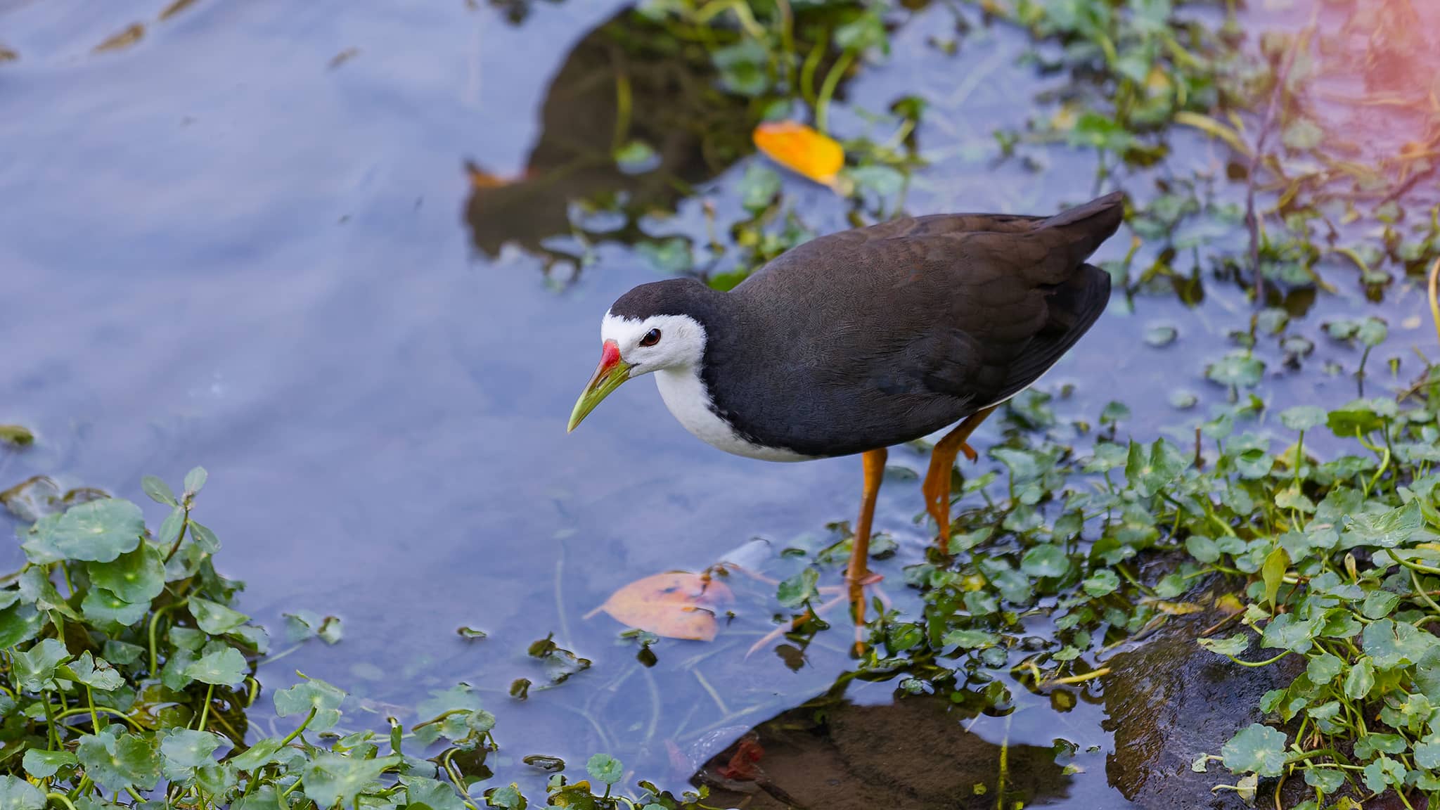 01 - Tapei (114) Da an Park.jpg